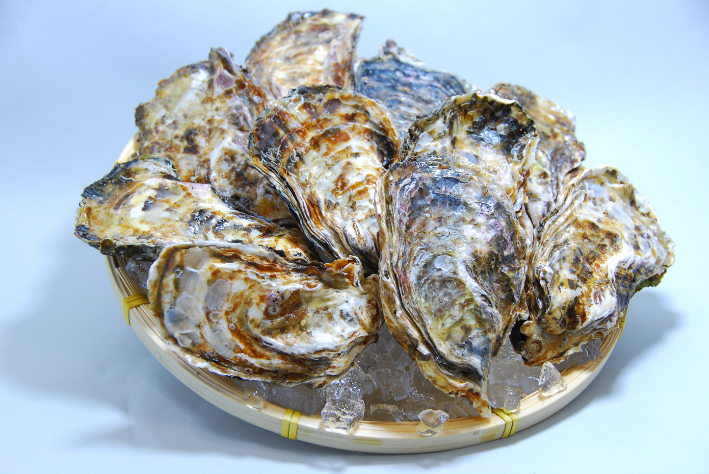 【贈答用】【冷凍】旬の殻付き牡蠣 10個入り 1袋 化粧箱入り