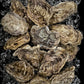 【冷凍・限定商品】讃美牡蠣の冷凍殻付き牡蠣　（大）１５個
